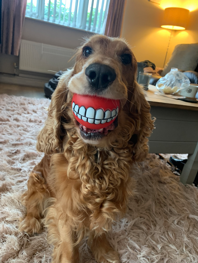 "Новые зубы". Фото Lianne Richards / Comedy Pet Photo Awards 2020