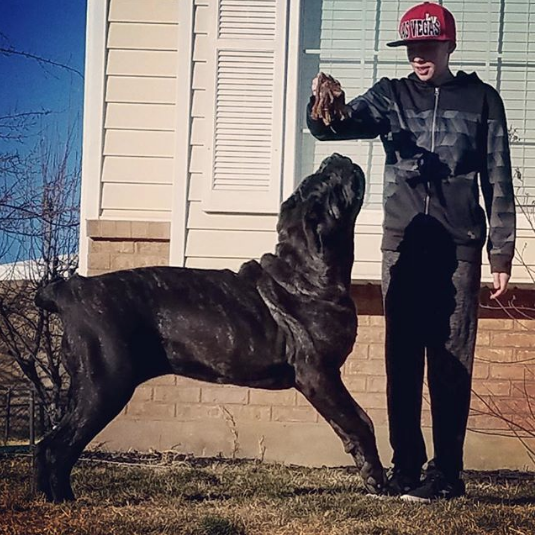 Щенок по кличке Евфрат. Фото www.instagram.com/darkmountainmolossus