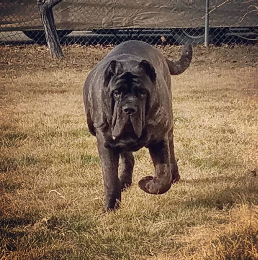 Щенок по кличке Евфрат. Фото www.instagram.com/darkmountainmolossus