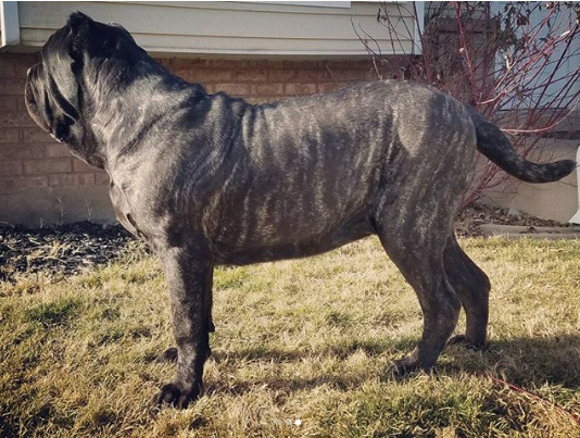 Щенок по кличке Евфрат. Фото www.instagram.com/darkmountainmolossus