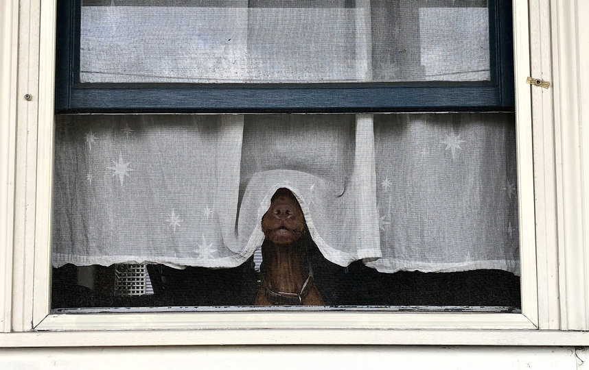 Фотография финалиста конкурса. Фото Ilana Rose / Comedy Pet Photo Awards 2020