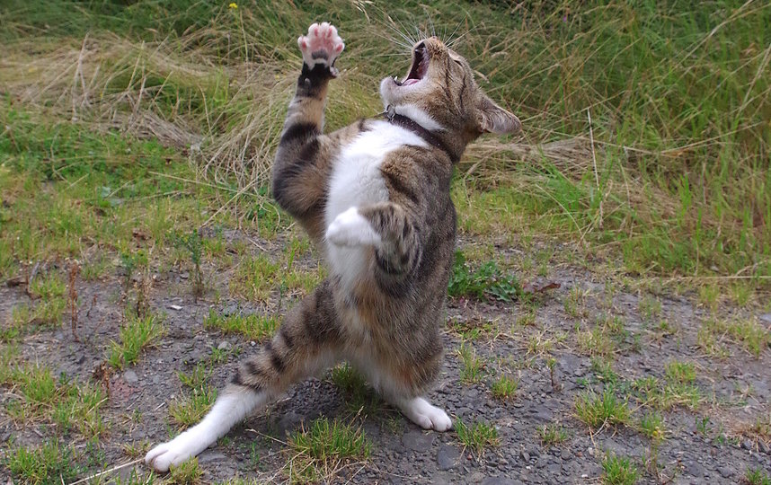 "Чересчур драматичный кот". Фото Iain McConnell / Comedy Pet Photo Awards 2020
