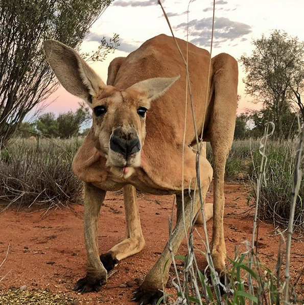 Кенгуру Роджер прожил 12 лет. Фото Скриншот https://www.instagram.com/thekangaroosanctuary/