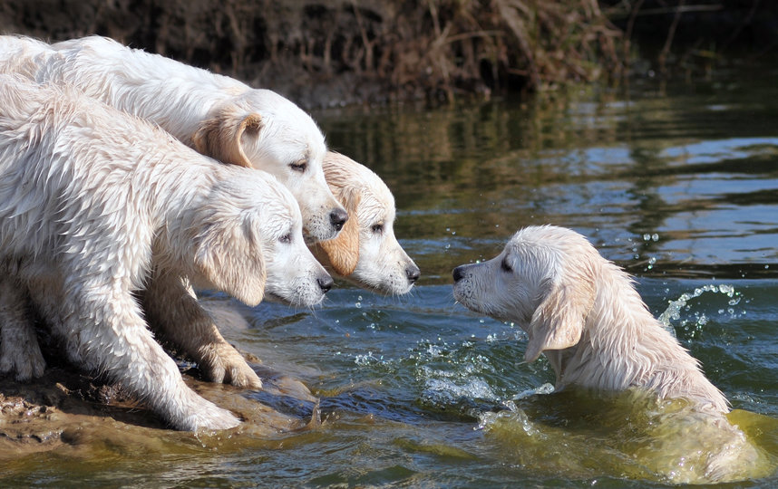 "Всплеск". Фото Alice van Kempen / Comedy Pet Photo Awards 2020
