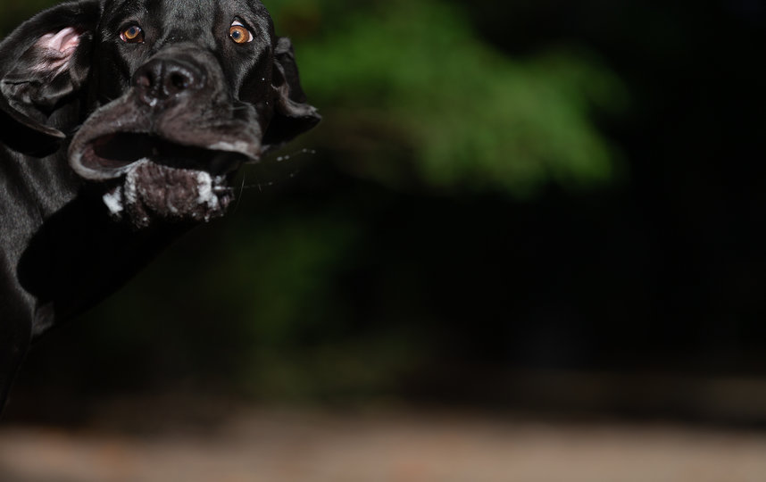 Фотография финалиста конкурса. Фото Annett Mirsberger / Comedy Pet Photo Awards 2020