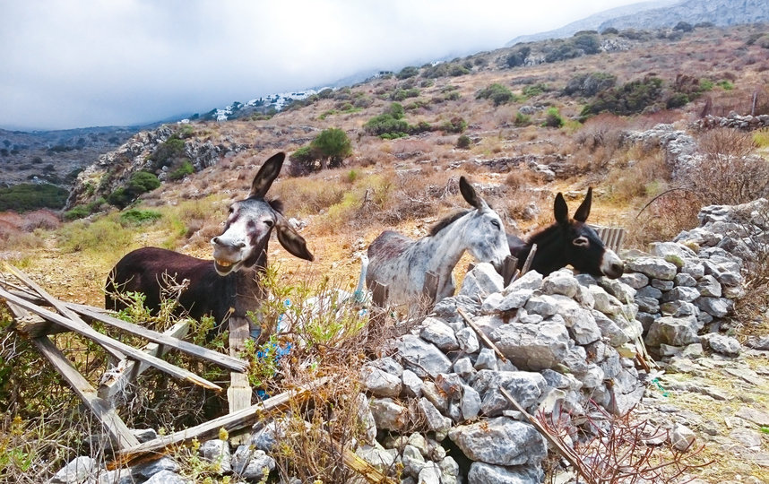 Фотография финалиста конкурса. Фото Boris Purmann / Comedy Pet Photo Awards 2020