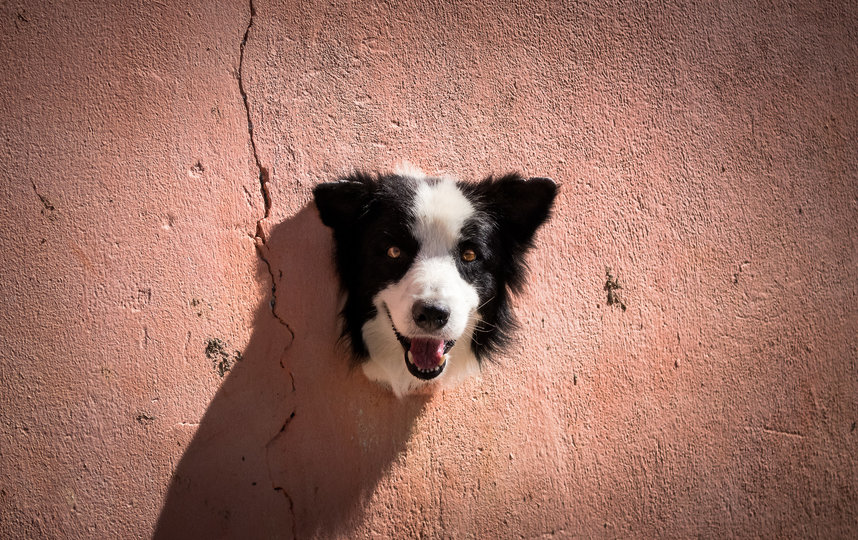 "Живой трофей". Фото Antonio Peregrino / Comedy Pet Photo Awards 2020