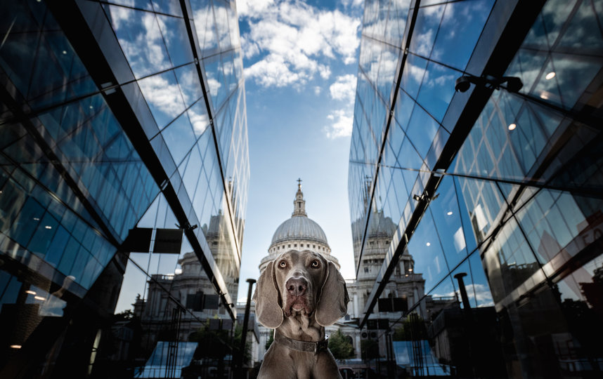 "Купол Святого Павла". Фото Alex Class / Comedy Pet Photo Awards 2020