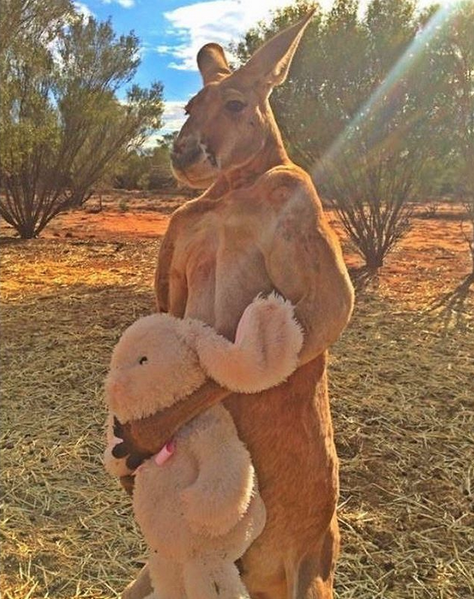 Кенгуру Роджер прожил 12 лет. Фото Скриншот https://www.instagram.com/thekangaroosanctuary/