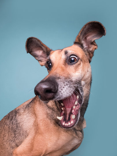"Белка!". Фото Elke Vogelsang / Comedy Pet Photo Awards 2020