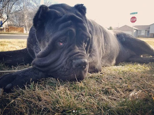 Щенок по кличке Евфрат. Фото www.instagram.com/darkmountainmolossus