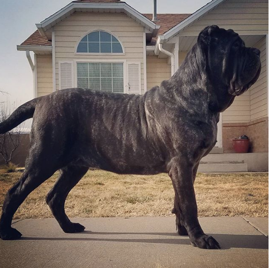 Щенок по кличке Евфрат. Фото www.instagram.com/darkmountainmolossus