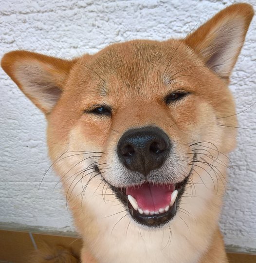 Фотография финалиста конкурса. Фото Jasmin Haecker / Comedy Pet Photo Awards 2020