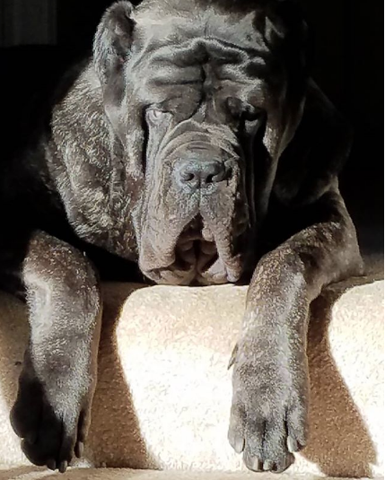 Щенок по кличке Евфрат. Фото www.instagram.com/darkmountainmolossus