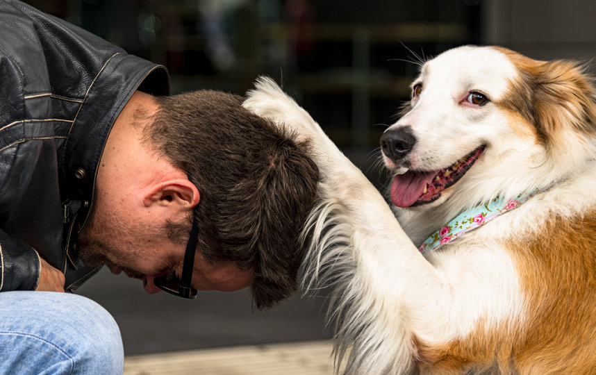 "Благословение". Фото Mateus de Oliveira / Comedy Pet Photo Awards 2020