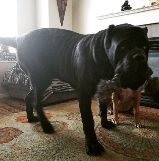 Самый большой щенок в мире не понимает, какой он большой