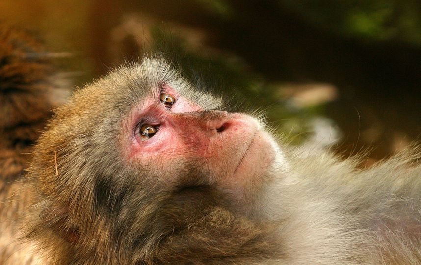 В Индии стая обезьян насмерть закидала мужчину кирпичами. Фото pixabay