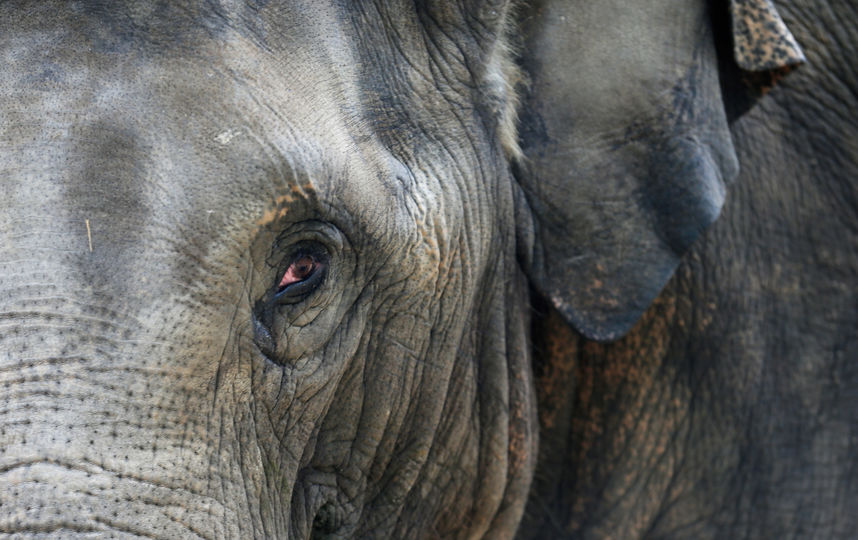 В Испании умерла самая грустная слониха в мире