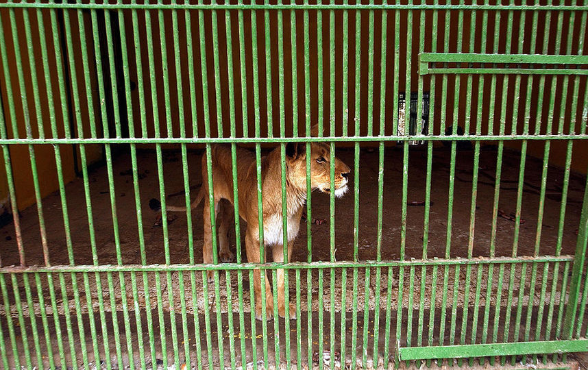 В Испании животных оставили умирать в заброшенном зоопарке