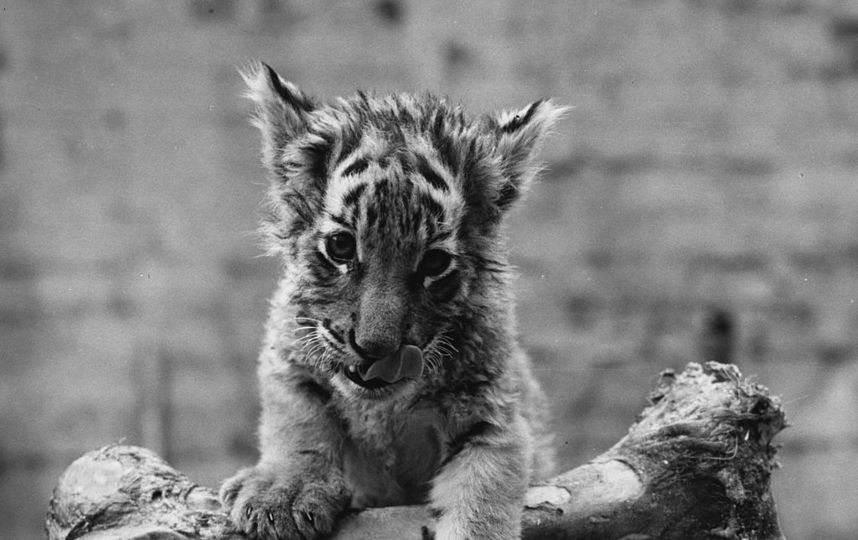 Неизвестно, кормит ли кто-то брошенных зверей. Фото Getty
