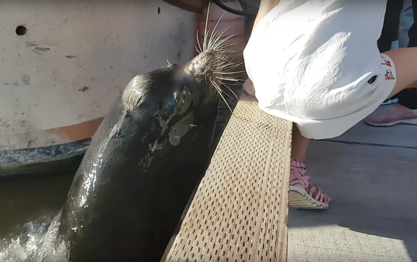 В Канаде морской лев утащил в воду маленькую девочку. Фото Michael Fujiwara, Скриншот Youtube