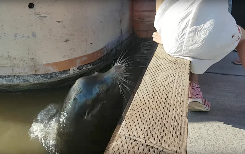 В Канаде морской лев утащил в воду маленькую девочку. Фото Michael Fujiwara, Скриншот Youtube