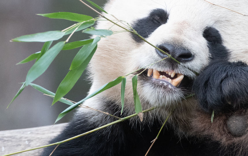 В Китае девочка упала в вольер с пандами: Видео