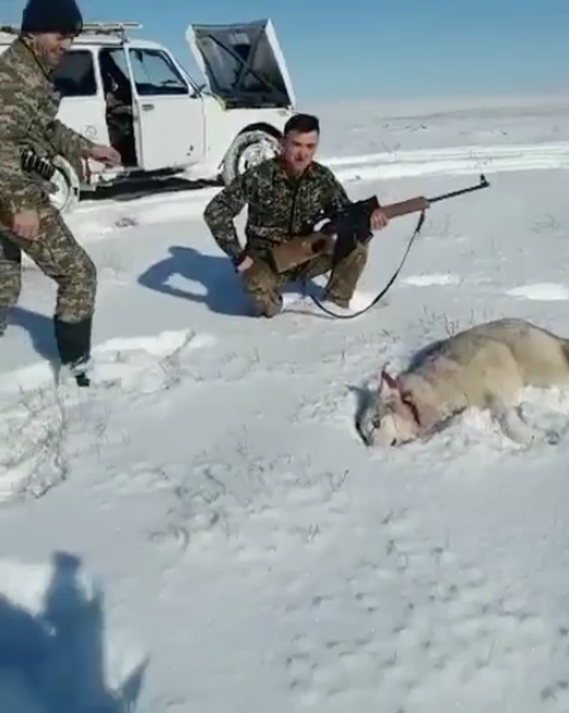 В Казахстане волк прикинулся мёртвым, чтобы отомстить охотнику – видео