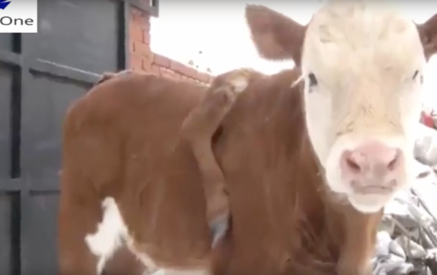 Скриншот youtube.com/watch?v=aROGfM17CRE.