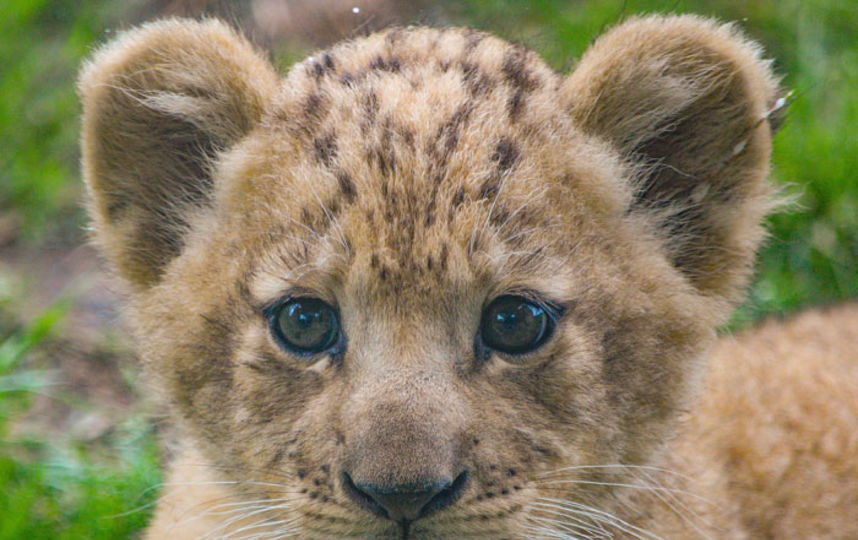 Бахати в детстве. Фото Dallas Zoo