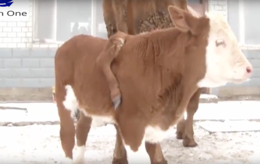 Скриншот youtube.com/watch?v=aROGfM17CRE.