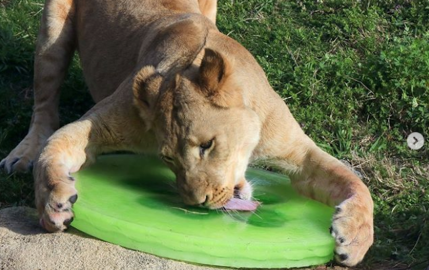 Бахати сейчас. Фото instagram Dallas Zoo