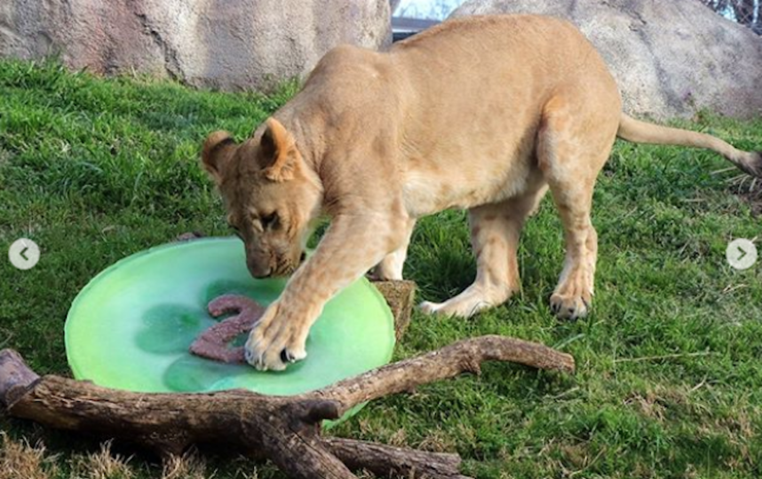 Бахати сейчас. Фото instagram Dallas Zoo