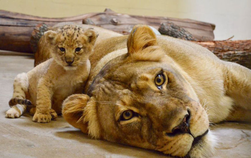 Бахати в детстве. Фото Dallas Zoo