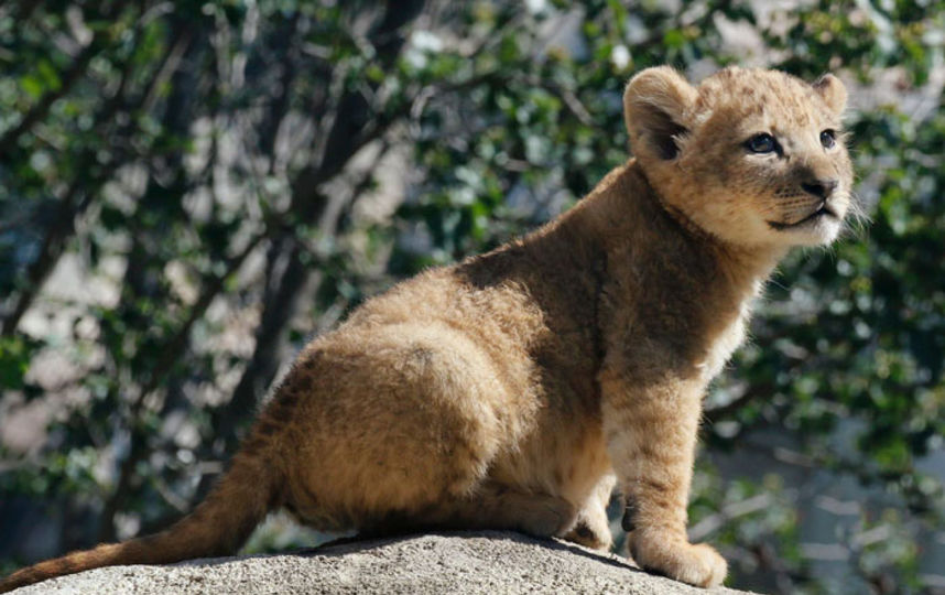 Симба оказался девочкой: прототипом персонажа "Король Лев" стала львица из зоопарка Далласа