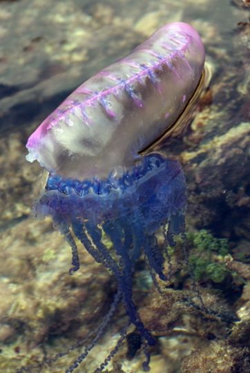 Physalia physalis. Фото Getty