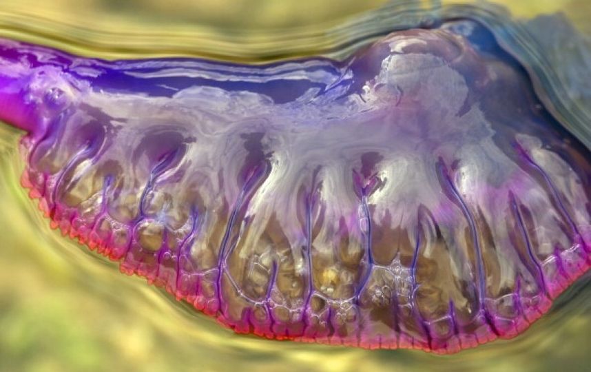 Physalia physalis. Фото Getty