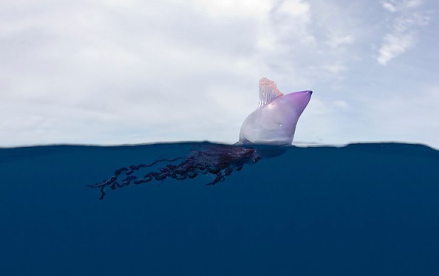 Physalia physalis. Фото Getty