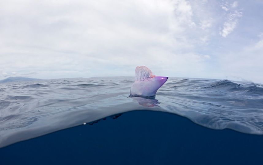 Physalia physalis. Фото Getty