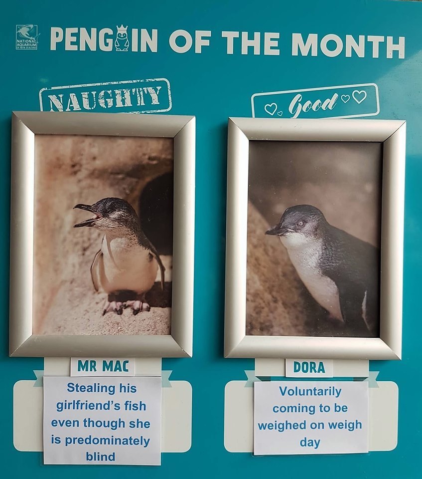 В Новой Зеландии выбирают непослушного пингвина месяца