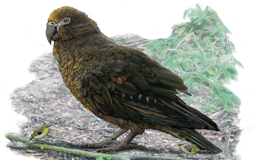 В Новой Зеландии обнаружили останки попугая высотой в метр