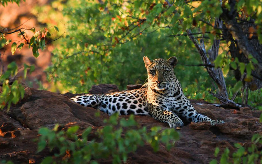 В национальном парке ЮАР леопард убил ребёнка