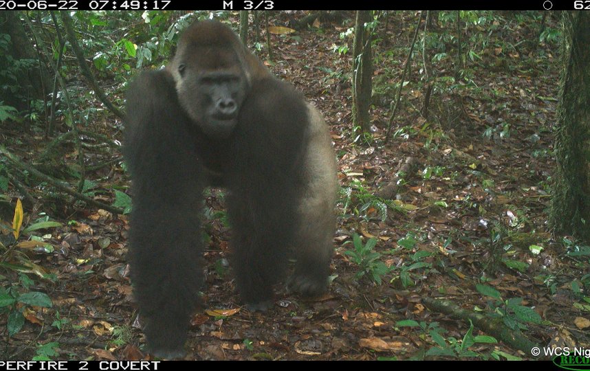 Всего в дикой природе обитает около 300 речных горилл. Фото stephen sautner (WCS - Communications)