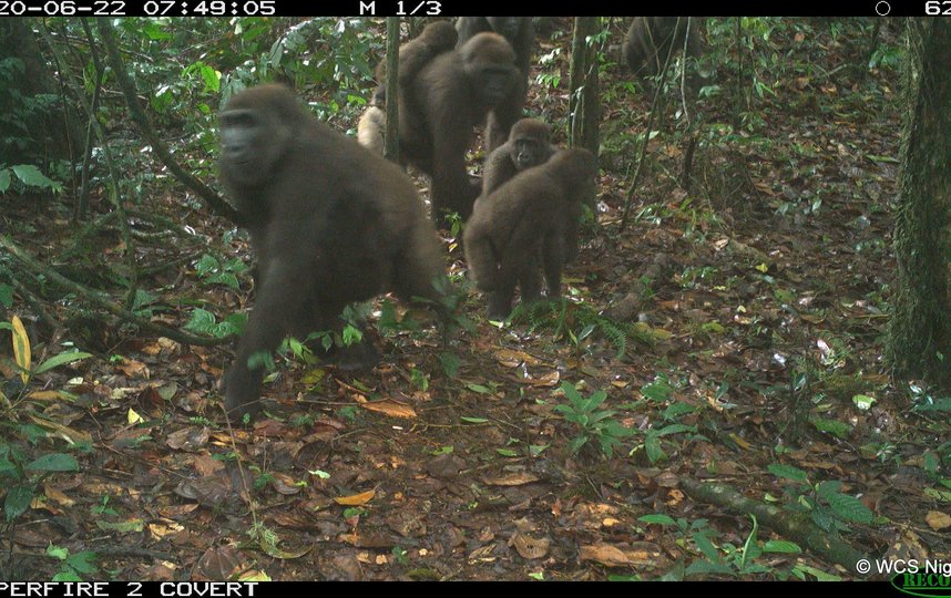 Всего в дикой природе обитает около 300 речных горилл. Фото stephen sautner (WCS - Communications)