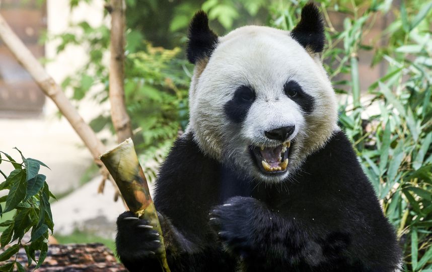 В пекинском зоопарке туристы забросали панду камнями