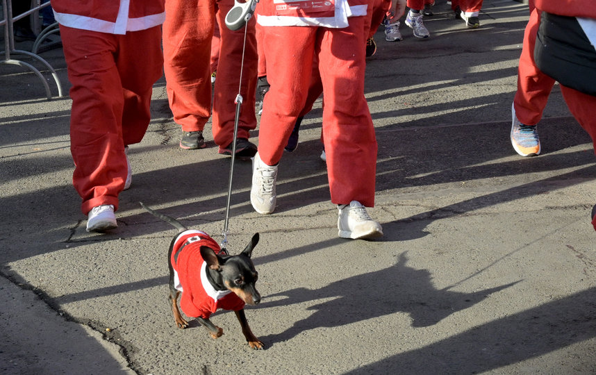 Забег Санта-Клаусов в Будапеште, Венгрия. Фото AFP