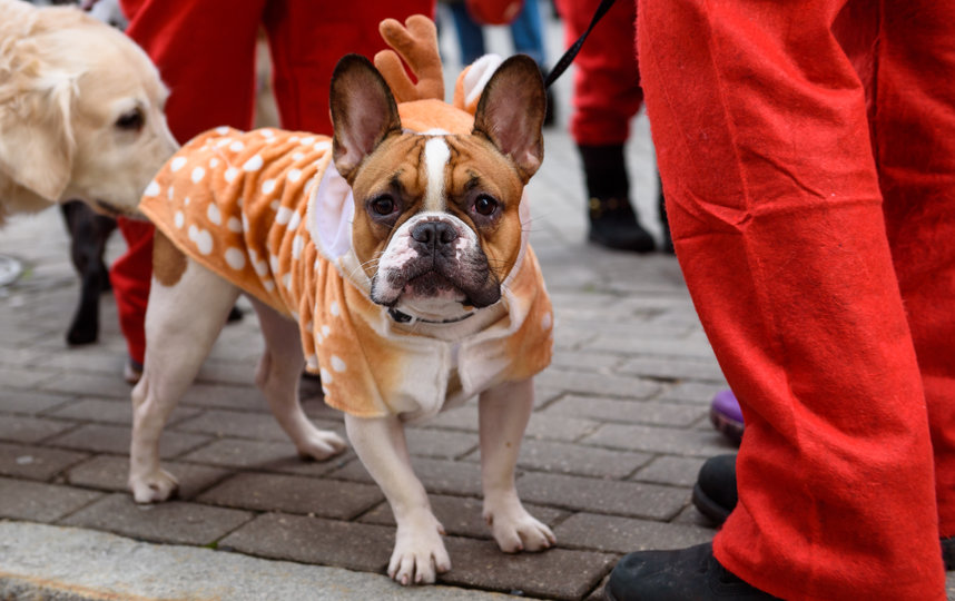 Забег Санта-Клаусов в Риге, Латвия. Фото AFP