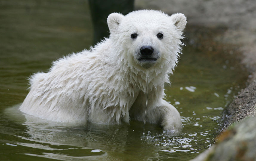 Учёные: Белых медведей может не остаться до конца этого века