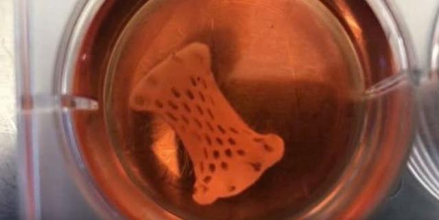 "Живой" пластырь выращивают в лаборатории из образца клеток пациентов.