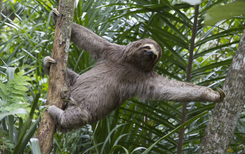 Ленивец. Фото Getty